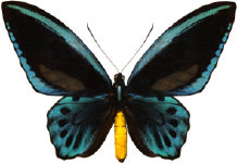 schmetterling028097.jpg