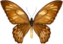 schmetterling028098.jpg
