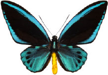 schmetterling028099.jpg