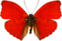 schmetterling0290100.jpg