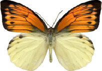 schmetterling0290101.jpg