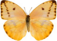 schmetterling0290102.jpg