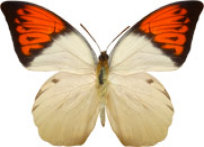 schmetterling0290103.jpg
