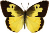 schmetterling0290104.jpg