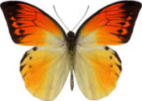 schmetterling0290105.jpg