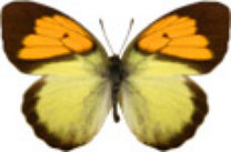 schmetterling0290106.jpg