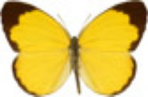 schmetterling0290107.jpg