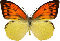 schmetterling0290108.jpg