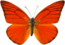 schmetterling0290109.jpg