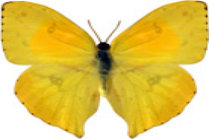 schmetterling0290110.jpg