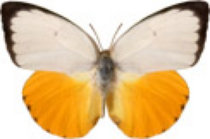 schmetterling0290111.jpg