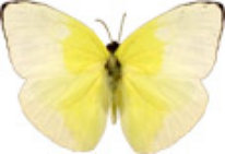 schmetterling0290113.jpg