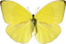 schmetterling0290114.jpg