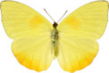 schmetterling0290115.jpg