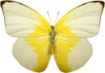 schmetterling0290116.jpg