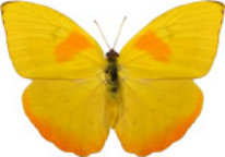 schmetterling0290117.jpg