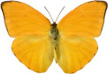 schmetterling0290118.jpg