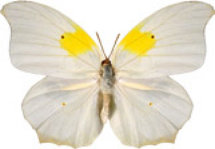 schmetterling0290119.jpg
