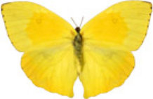 schmetterling0290120.jpg