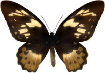 schmetterling0290121.jpg