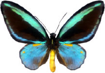 schmetterling0290122.jpg