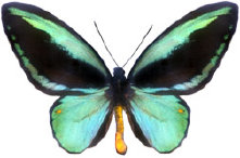 schmetterling0290124.jpg