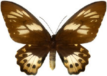 schmetterling0290125.jpg
