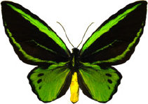 schmetterling0290126.jpg