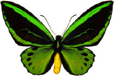 schmetterling0290128.jpg