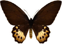 schmetterling0290129.jpg
