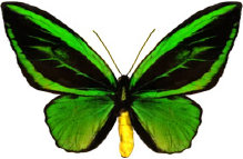 schmetterling0290130.jpg
