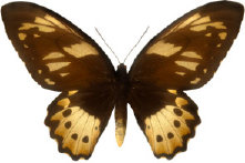 schmetterling0290131.jpg