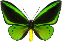 schmetterling0290132.jpg
