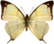 schmetterling029061.jpg