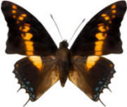 schmetterling029062.jpg