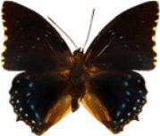 schmetterling029063.jpg