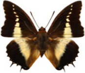 schmetterling029065.jpg