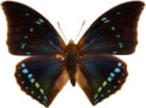 schmetterling029066.jpg