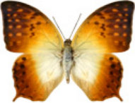 schmetterling029067.jpg