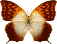 schmetterling029068.jpg