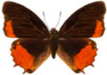 schmetterling029069.jpg