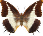 schmetterling029070.jpg
