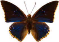 schmetterling029071.jpg
