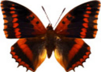 schmetterling029072.jpg