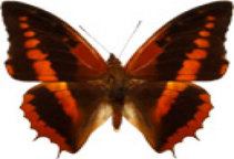 schmetterling029073.jpg