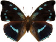 schmetterling029074.jpg
