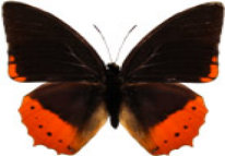 schmetterling029075.jpg