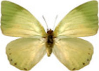 schmetterling029076.jpg