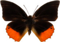 schmetterling029077.jpg