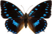 schmetterling029078.jpg